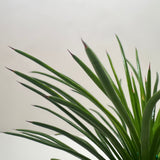 Succulent Agave Twin Flower