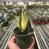 Succulent Aloe Solar Flare