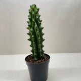 Succulent Cactus Ghost White Boobie