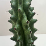 Succulent Cactus Ghost White Boobie