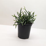 Succulent Cactus 'Mistletoe'