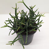 Succulent Cactus 'Mistletoe'