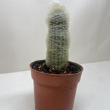 Succulent Cactus Old Man