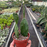 Succulent Prickly Pear Cactus