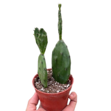 Cactus suculento de tuna
