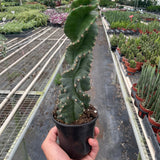 Cereus forbesii 'Spiralis'