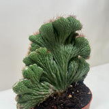 Succulent Cereus Coral Green
