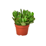 1 Succulent Monthly Subscription Box