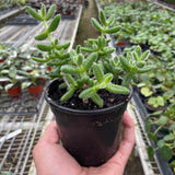Delosperma echinatum 'Pickle Plant'