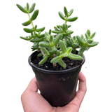 Delosperma echinatum 'Pickle Plant'