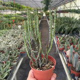 Succulent Euphorbia Aeruginosa