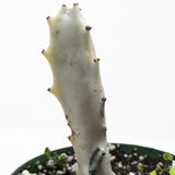 Succulent Euphorbia 'Dragon Bone'