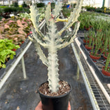 Succulent Euphorbia 'Dragon Bone'