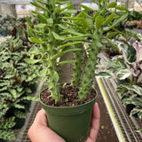 Euphorbia 'Sausage Spurge'