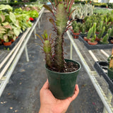 Succulent Euphorbia 'Trigona Rubra'