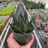 Succulent Gasteria Durban