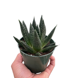 Succulent Gasteria Durban