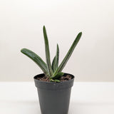 Succulent Gasteria Little Warty