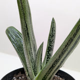 Succulent Gasteria Little Warty