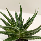Succulent Gasteria Zimflora