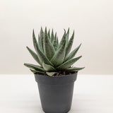 Succulent Haworthia Savanna