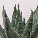 Succulent Haworthia Savanna