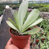 Succulent Kalanchoe 'Flap Jack'