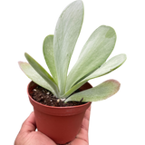 Succulent Kalanchoe 'Flap Jack'