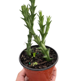 Starfish Cactus (Stapelia orbea variegata)