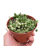 Succulent 'String of Pearls' Variegated