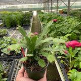 Zygocactus 'Christmas Cactus'