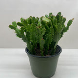 Zygocactus 'Christmas Cactus'