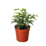Syngonium 'Three Kings'