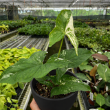 Syngonium 'Albo Variegata'