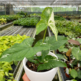Syngonium 'Albo Variegata'