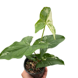 Syngonium 'Albo Variegata'