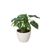 Syngonium wendlandii 'Black Velvet'