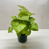 Syngonium Cream Allusion