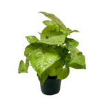 Syngonium Cream Allusion