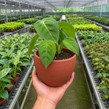 Syngonium 'Ice Frost'