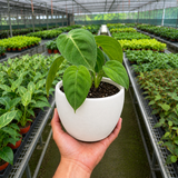Syngonium 'Ice Frost'