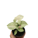 Syngonium 'Milk Confetti'