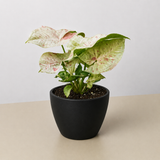Syngonium 'Milk Confetti'