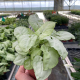 Syngonium 'Moonshine'