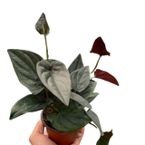 Syngonium 'Red Arrow'