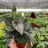 Syngonium 'Red Arrow'