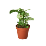 Syngonium Roxanna