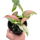 Syngonium 'Tricolor'