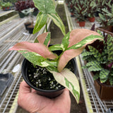 Syngonium 'Tricolor'