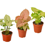 3 plantas diferentes de Syngonium - Arrowhead Plants / Maceta de 10 cm / Planta viva